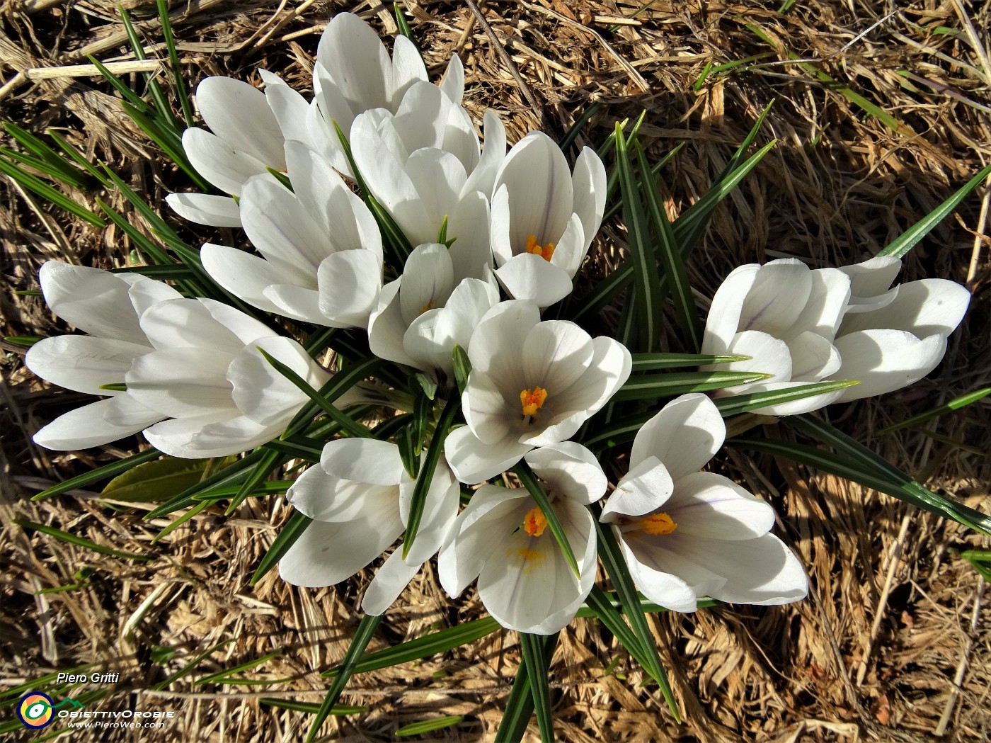 19 Distese di Zafferano maggiore (Crocus vernus) sui prati alla Baita del Camoscio.JPG